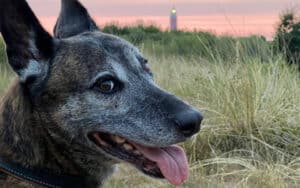 Axel de Hollandse herder